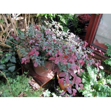 Loropetalum 'Fire dance' - en pot