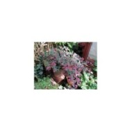 Loropetalum 'Fire dance' - en pot