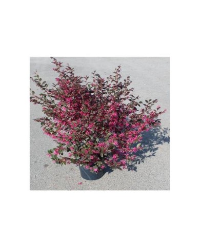Loropetalum 'Fire dance' - plante telle qu'expédiée (en mars)