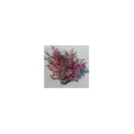 Loropetalum 'Fire dance' - plante telle qu'expédiée (en mars)