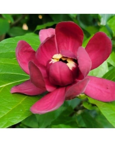 Calycanthus 'Aphrodite' (Apope1220 / Wikimedia)