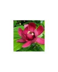 Calycanthus 'Aphrodite' (Apope1220 / Wikimedia)