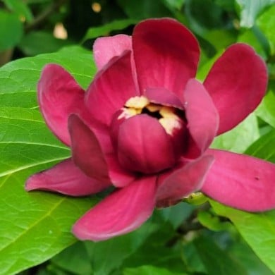 Calycanthus 'Aphrodite' (Apope1220 / Wikimedia)