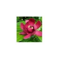 Calycanthus 'Aphrodite' (Apope1220 / Wikimedia)
