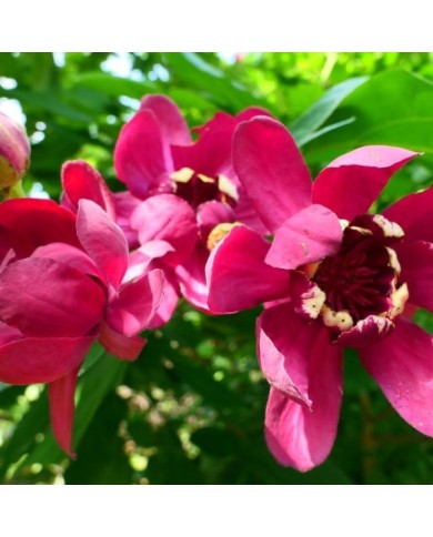 Calycanthus 'Aphrodite' (veisha)