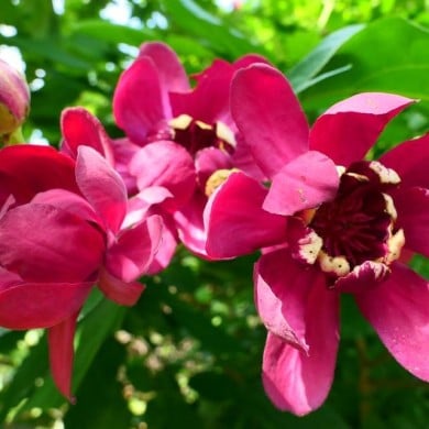 Calycanthus 'Aphrodite' (veisha)