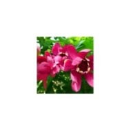 Calycanthus 'Aphrodite' (veisha)