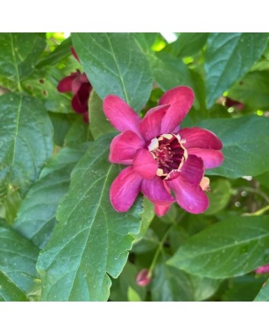 Calycanthus 'Aphrodite' (Scott Zona)