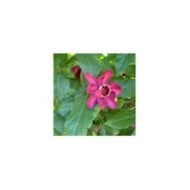 Calycanthus 'Aphrodite' (Scott Zona)