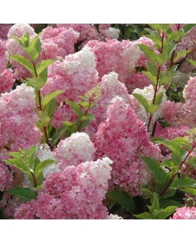 Hortensia paniculé VANILLE-FRAISE® (Hydrangea paniculata)  (Sapho)