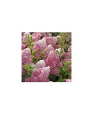 Hortensia paniculé VANILLE-FRAISE® (Hydrangea paniculata)  (Sapho)