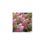 Hortensia paniculé VANILLE-FRAISE® (Hydrangea paniculata)  (Sapho)