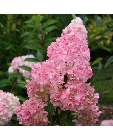 Hortensia paniculé VANILLE-FRAISE® (Hydrangea paniculata)  (Sapho)