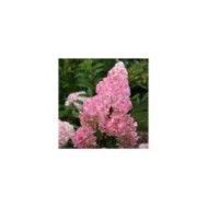 Hortensia paniculé VANILLE-FRAISE® (Hydrangea paniculata)  (Sapho)
