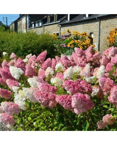 Hortensia paniculé VANILLE-FRAISE® (Hydrangea paniculata) (Sapho)