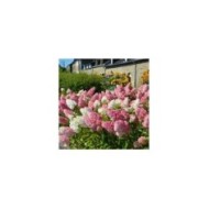 Hortensia paniculé VANILLE-FRAISE® (Hydrangea paniculata) (Sapho)