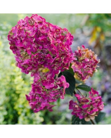 Hortensia paniculé FRAMBOISINE® (Hydrangea paniculata) (Sunshine / stock.adobe.com)