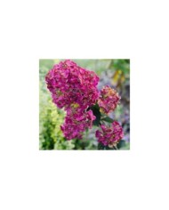 Hortensia paniculé FRAMBOISINE® (Hydrangea paniculata) (Sunshine / stock.adobe.com)