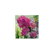 Hortensia paniculé FRAMBOISINE® (Hydrangea paniculata) (Sunshine / stock.adobe.com)