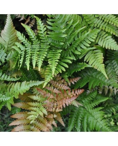 Dryopteris erythrosora (Stefano / flickr.com)