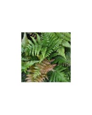Dryopteris erythrosora (Stefano / flickr.com)
