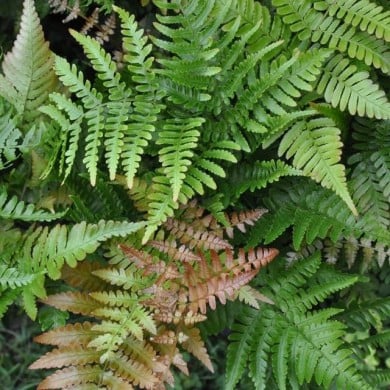 Dryopteris erythrosora (Stefano / flickr.com)