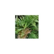 Dryopteris erythrosora (Stefano / flickr.com)
