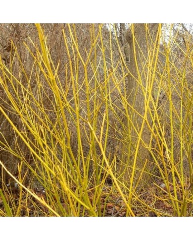 Cornouiller à bois jaune (Cornus sericea 'Flaviramea')
