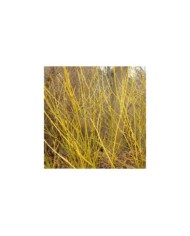 Cornouiller à bois jaune (Cornus sericea 'Flaviramea')