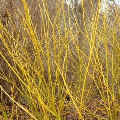 Cornouiller à bois jaune (Cornus sericea 'Flaviramea')