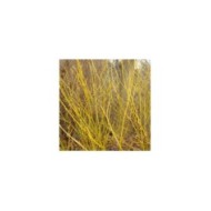 Cornouiller à bois jaune (Cornus sericea 'Flaviramea')