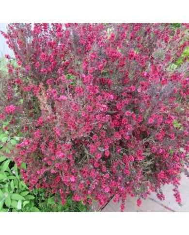 Leptospermum scoparium 'Red Damask' (Leonora (Ellie) Enking / flickr.com)