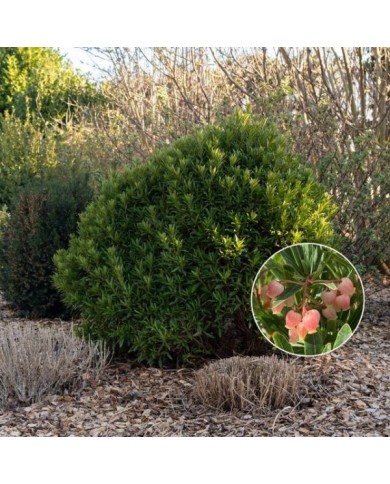 Arbousier ou Arbre aux fraises 'Mercurius' (Globe Planter)