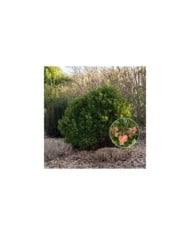 Arbousier ou Arbre aux fraises 'Mercurius' (Globe Planter)
