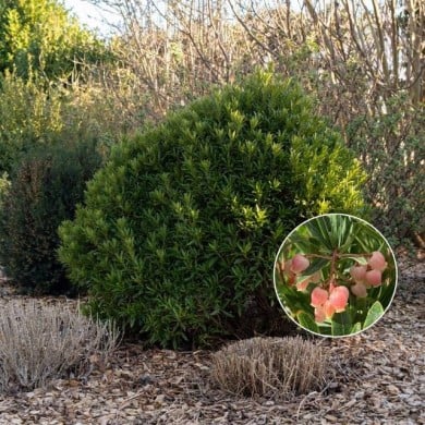 Arbousier ou Arbre aux fraises 'Mercurius' (Globe Planter)