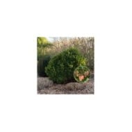 Arbousier ou Arbre aux fraises 'Mercurius' (Globe Planter)