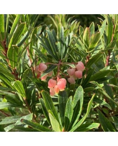 Arbousier 'Mercurius' (Arbutus unedo) - Fleurs (Globe Planter)