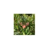 Arbousier 'Mercurius' (Arbutus unedo) - Fleurs (Globe Planter)