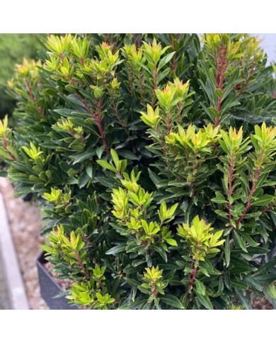 Arbousier 'Mercurius' (Arbutus unedo)  (Globe Planter)