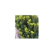 Arbousier 'Mercurius' (Arbutus unedo)  (Globe Planter)