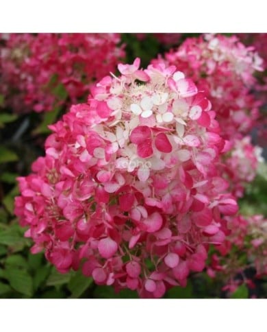 Hortensia paniculé DIAMANT ROUGE® 'Rendia' - copyright Sapho - fleur