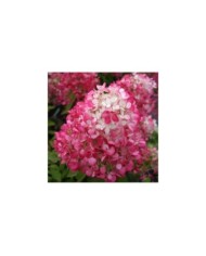 Hortensia paniculé DIAMANT ROUGE® 'Rendia' - copyright Sapho - fleur