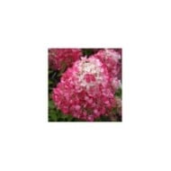 Hortensia paniculé DIAMANT ROUGE® 'Rendia' - copyright Sapho - fleur