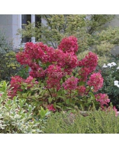 Hortensia paniculé DIAMANT ROUGE® 'Rendia' - copyright Sapho - arbuste