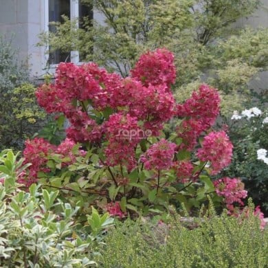 Hortensia paniculé DIAMANT ROUGE® 'Rendia' - copyright Sapho - arbuste
