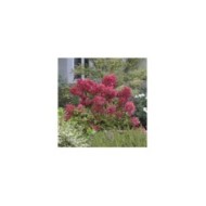 Hortensia paniculé DIAMANT ROUGE® 'Rendia' - copyright Sapho - arbuste