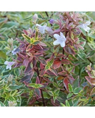 Abelia x grandiflora 'Sparkling Silver' SPARKLING SILVER® (Valkplant)