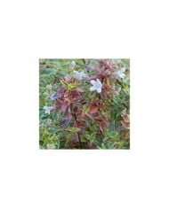 Abelia x grandiflora 'Sparkling Silver' SPARKLING SILVER® (Valkplant)