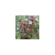Abelia x grandiflora 'Sparkling Silver' SPARKLING SILVER® (Valkplant)