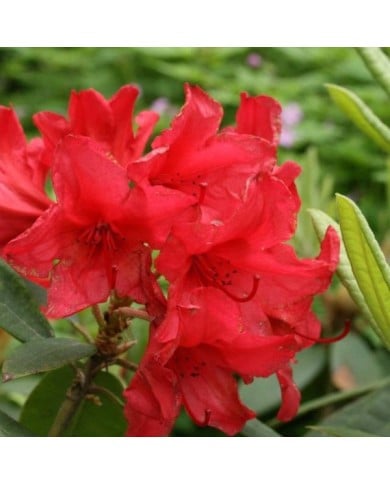 Rhododendron 'Vulcan's Flame' (dogtooth77 / flickr.com)